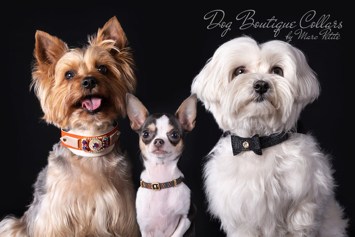 Boutique Dog Collars Leashes Marc Petite