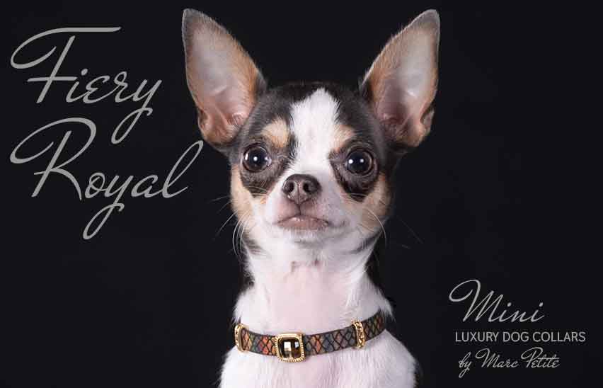 Anais - luxury, royal style, dog collar - by Marc Petite