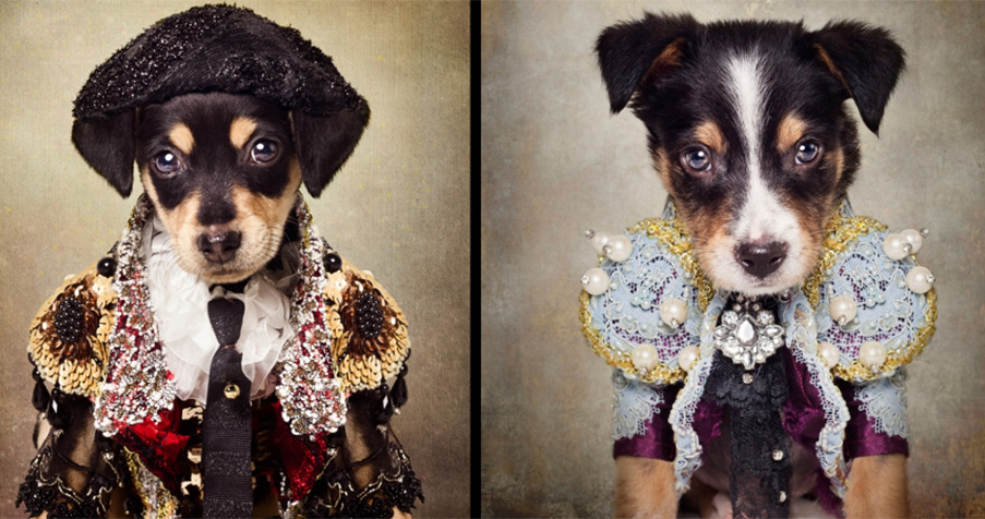 Montreal's best dressed dog was just featured in Vogue
