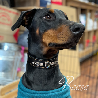 Designer Dog Collars (Damier & Mono) - Luxury Dog Collars